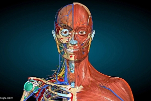 「3D解剖学-3D Anatomy」